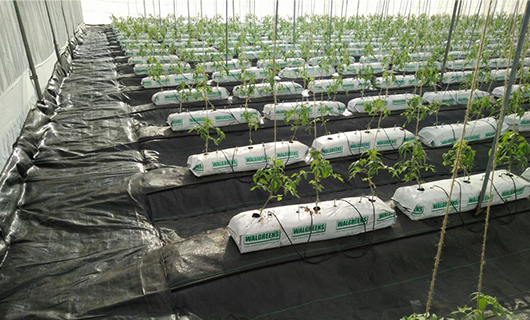 GreenPro-Weed-Control-Plastic-Barriers