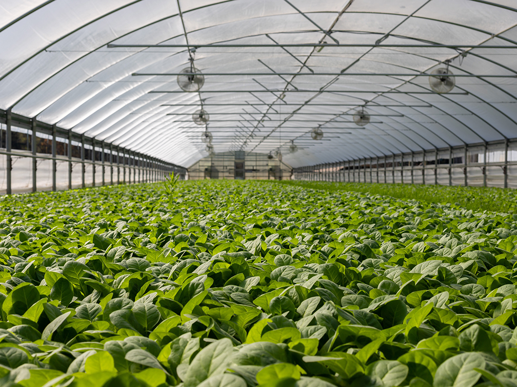 The Most Important Benefits of a Greenhouse - GreenPro Ventures