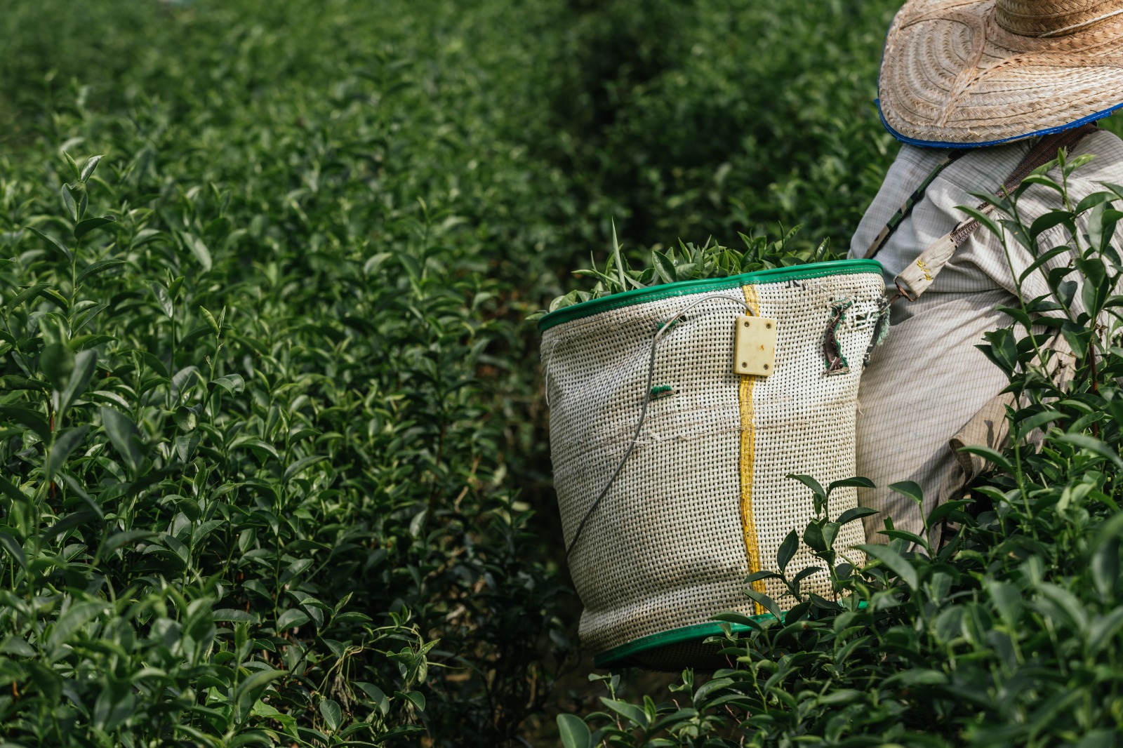 Grow Bags / Planter Bags Manufacturer - GreenPro Ventures
