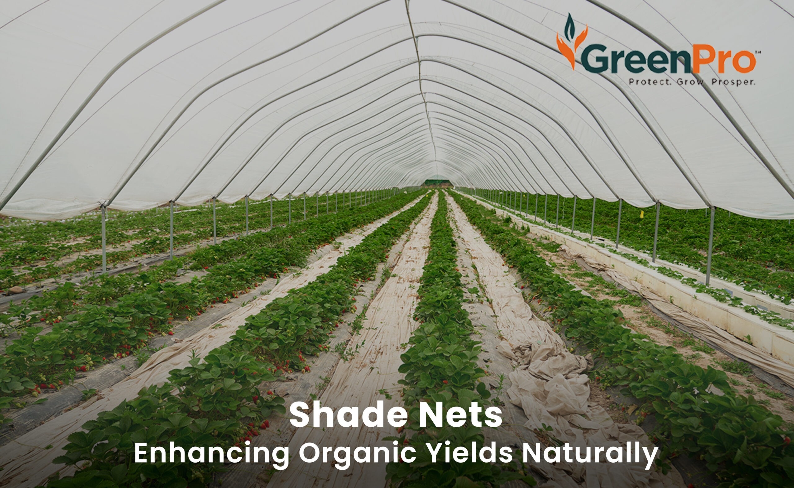 Shade Nets Can Reduce Pesticide Use and Promote Organic Farming